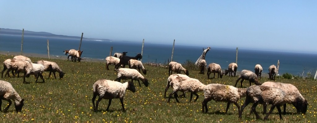 ovejitas en el campo