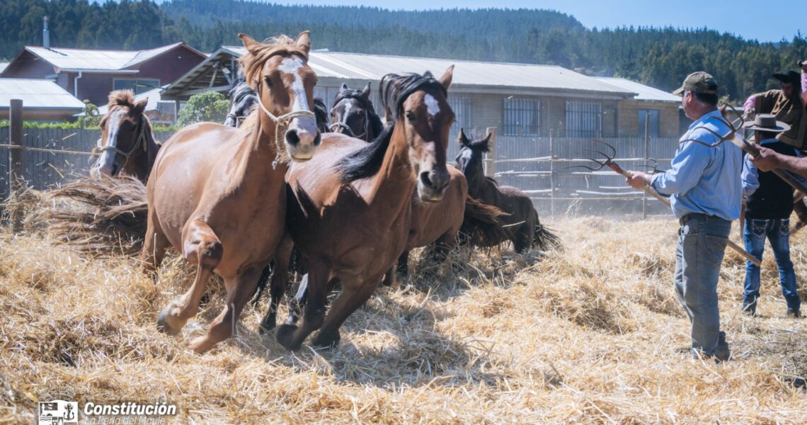 MUNICIPALIDAD DE CONSTITUCIÓN DESTACA MASIVA PARTICIPACIÓN EN LA TRILLA A YEGUA SUELTA REALIZADA EN LAS CAÑAS