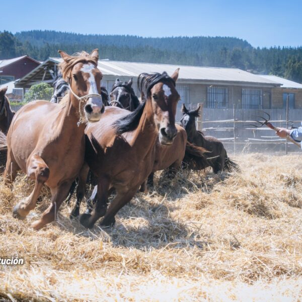 MUNICIPALIDAD DE CONSTITUCIÓN DESTACA MASIVA PARTICIPACIÓN EN LA TRILLA A&hellip;