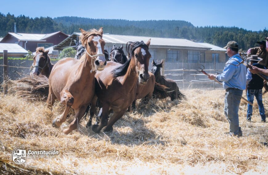 MUNICIPALIDAD DE CONSTITUCIÓN DESTACA MASIVA PARTICIPACIÓN EN LA TRILLA A YEGUA SUELTA REALIZADA EN LAS CAÑAS