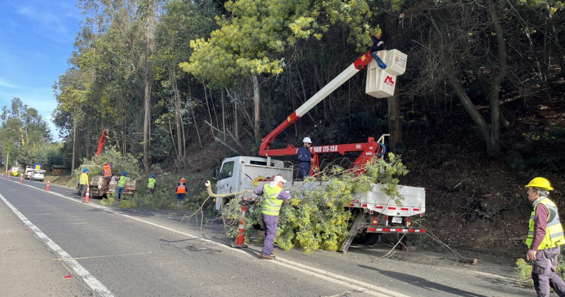 MUNICIPIO DE CONSTITUCIÓN EJECUTA IMPORTANTE LIMPIEZA EN SECTOR PANGALILLO PARA REFORZAR LA SEGURIDAD VIAL EN ESTE INVIERNO 2026