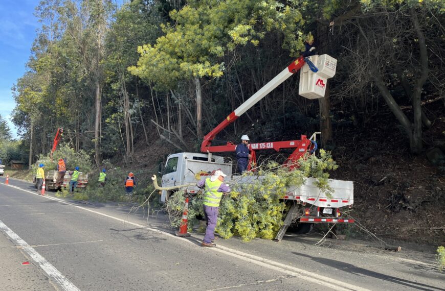 MUNICIPIO DE CONSTITUCIÓN EJECUTA IMPORTANTE LIMPIEZA EN SECTOR PANGALILLO PARA REFORZAR LA SEGURIDAD VIAL EN ESTE INVIERNO 2026